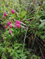 Image of Trichostema purpusii Brandegee