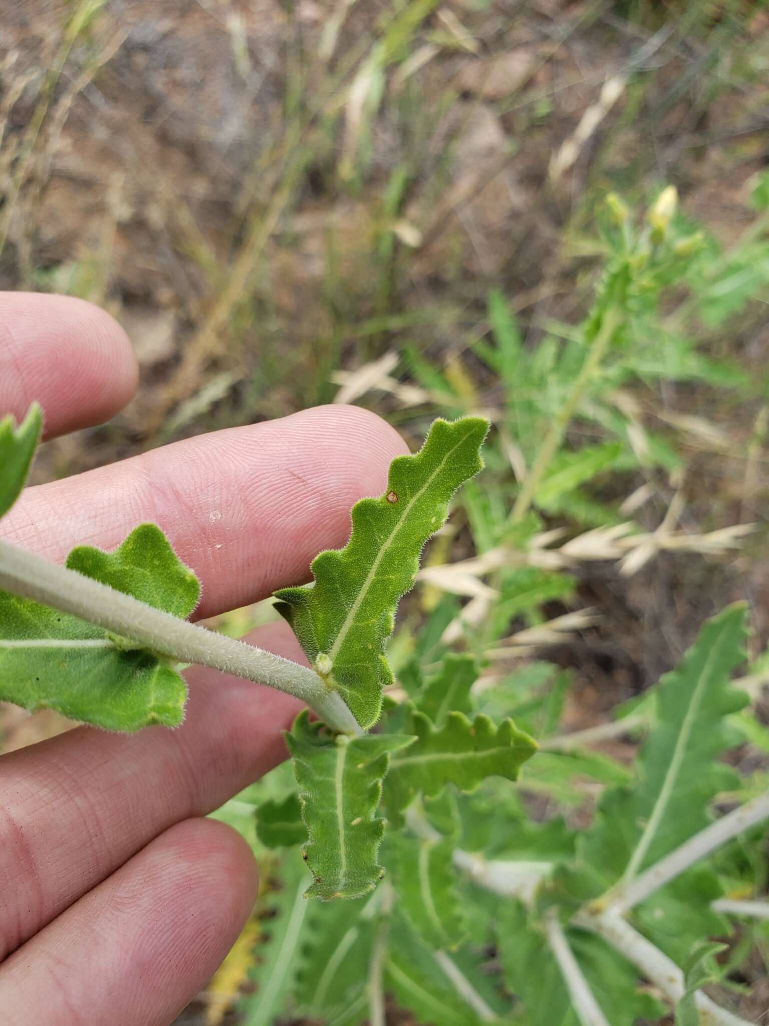 Image of wavyleaf blazingstar