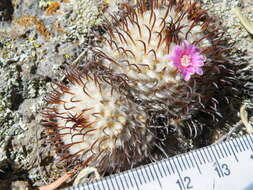 Image de Mammillaria perezdelarosae subsp. perezdelarosae