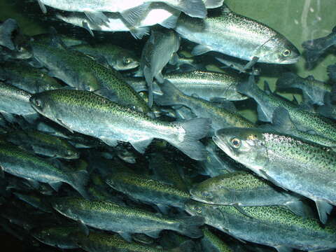 Image of Chinook Salmon