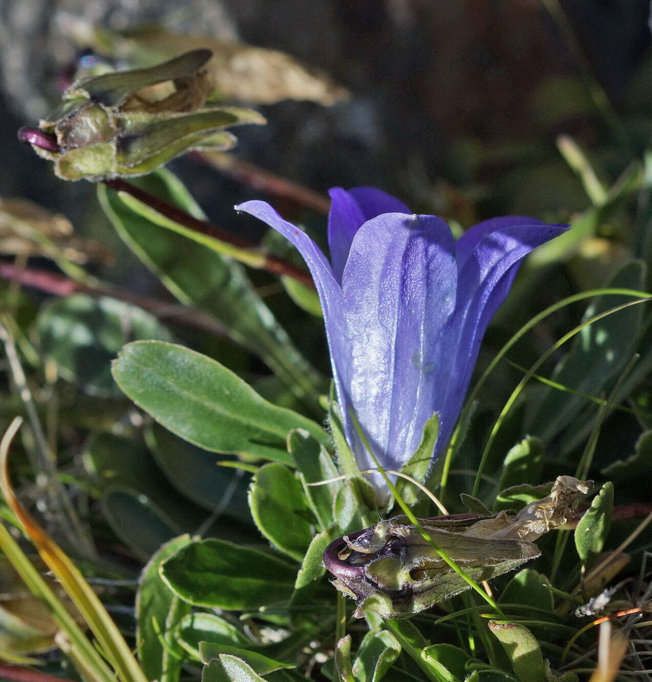 Image of Campanula tridentata Schreb.