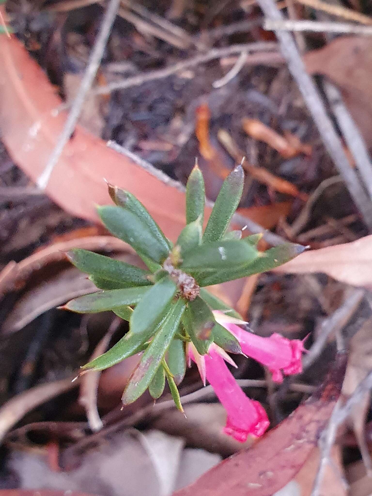 Sivun Styphelia tubiflora Sm. kuva