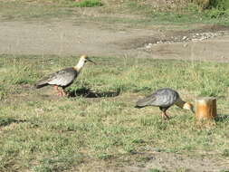 Image of Black-faced Ibis