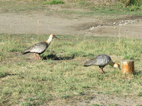 Image of Black-faced Ibis