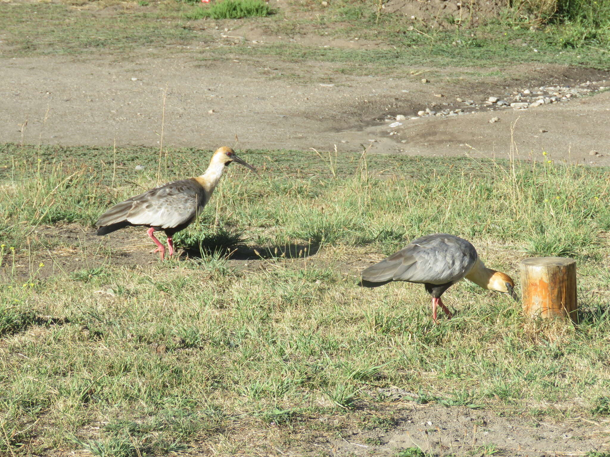 Image of Black-faced Ibis