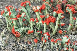 Image of cup lichen