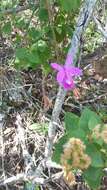 Image of Barkeria lindleyana subsp. vanneriana (Rchb. fil.) Thien