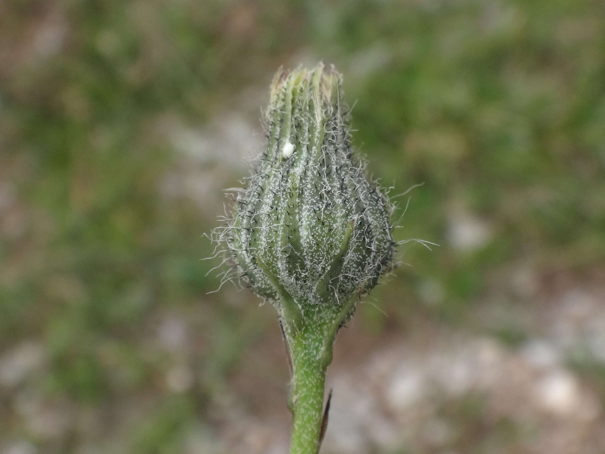 صورة Hieracium glaucum All.