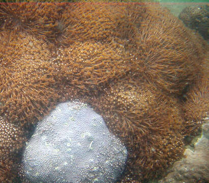 Image of Flowerpot corals