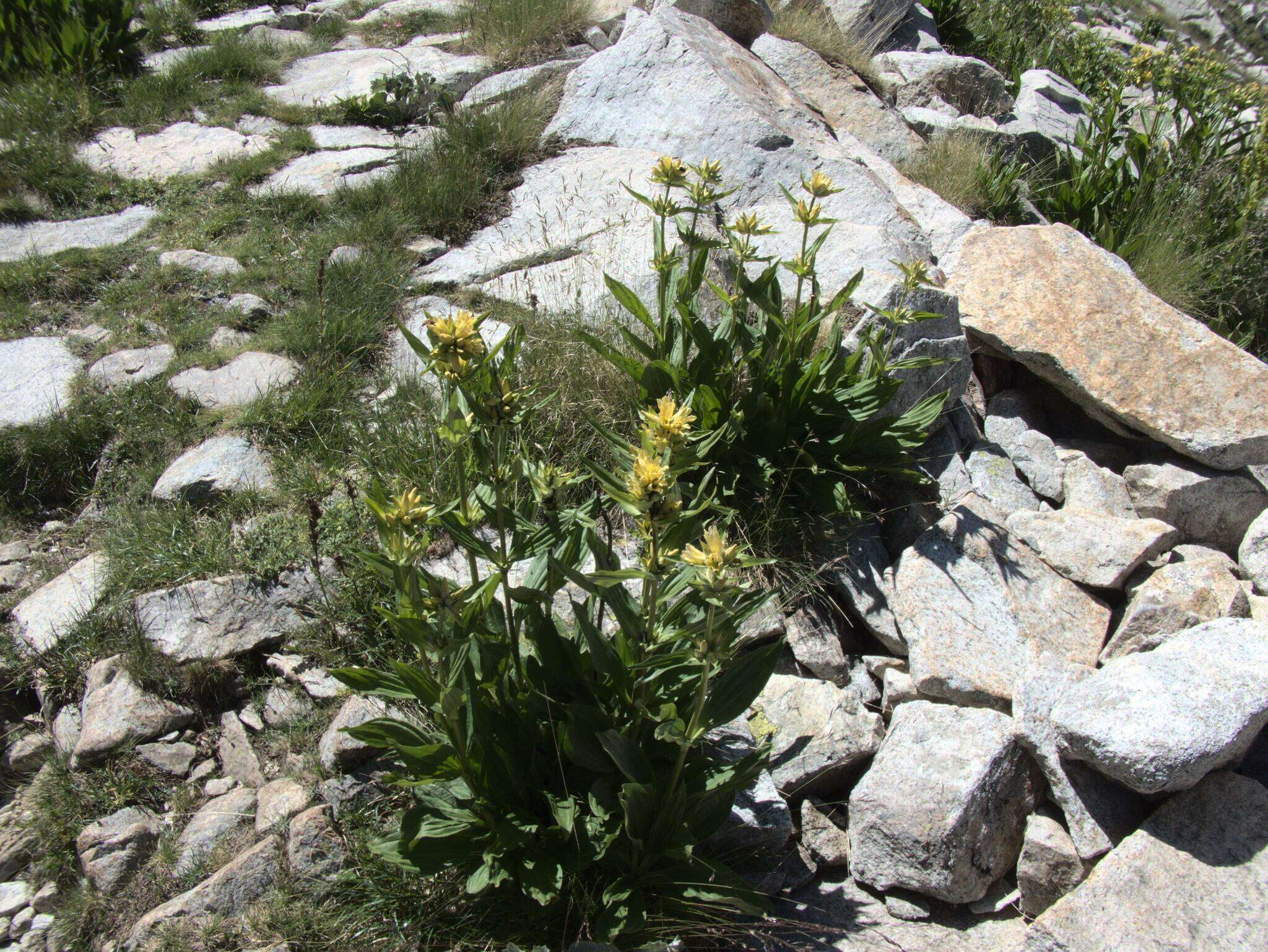 Imagem de Gentiana burseri subsp. villarsii (Griseb.) Rouy