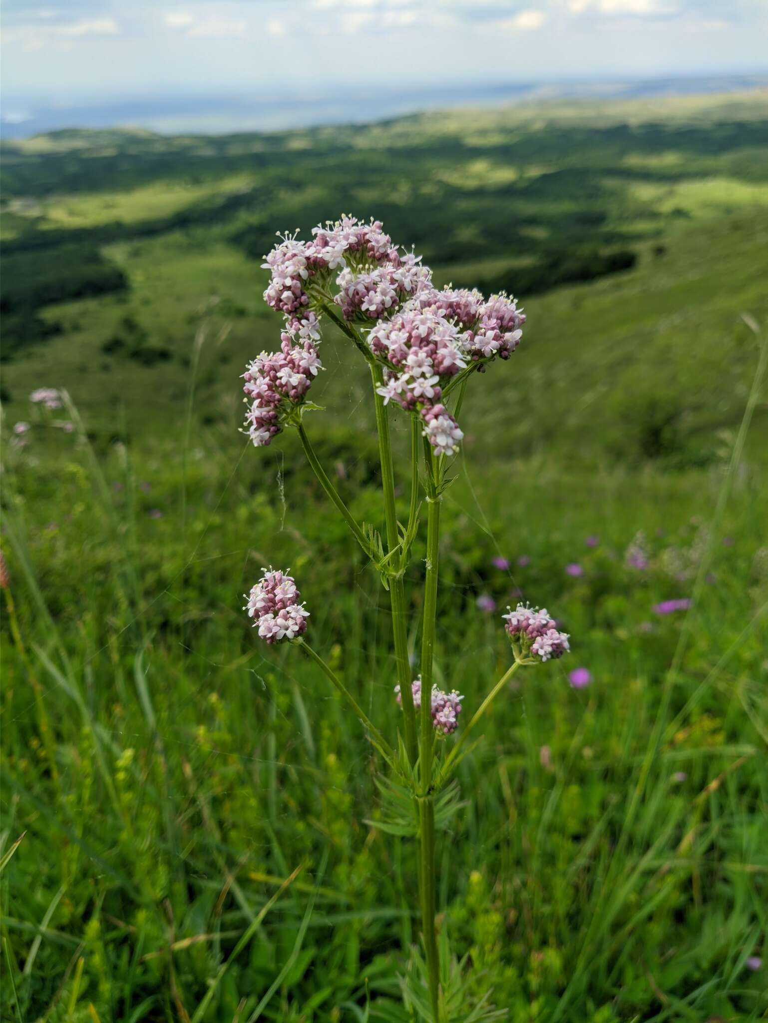 Image of Valeriana grossheimii Vorosh.