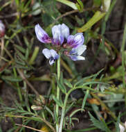 Image of Astragalus tener var. tener