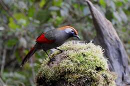 Image of Red-tailed Laughingthrush