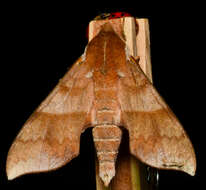 Image of Azalea Sphinx