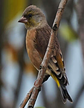 Image of Grey-capped Greenfinch