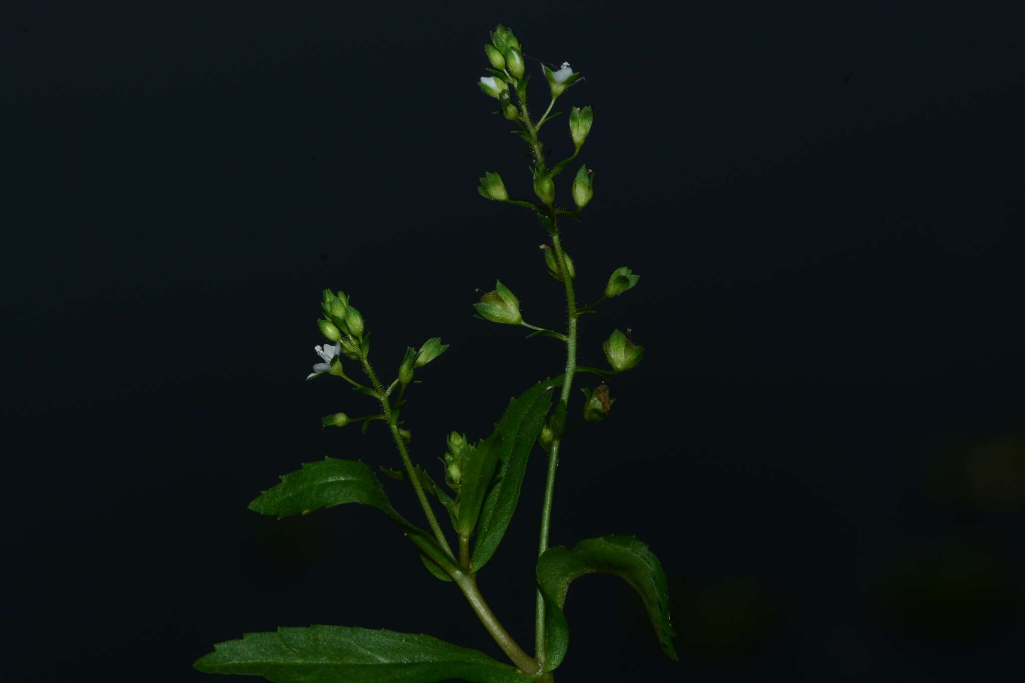 Image of undulate speedwell