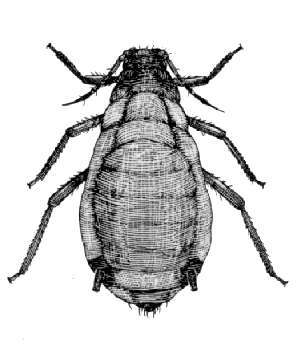 Imagem de Rhopalosiphum