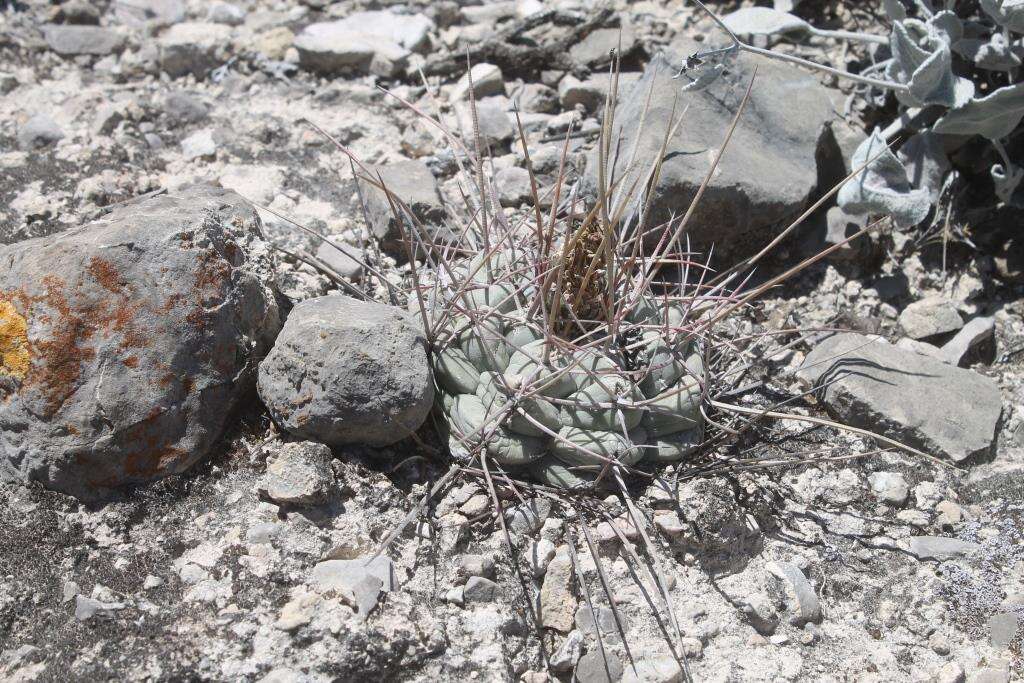 Image of Thelocactus hexaedrophorus subsp. hexaedrophorus