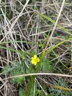 Image of Ranunculus inundatus R. Br. ex DC.