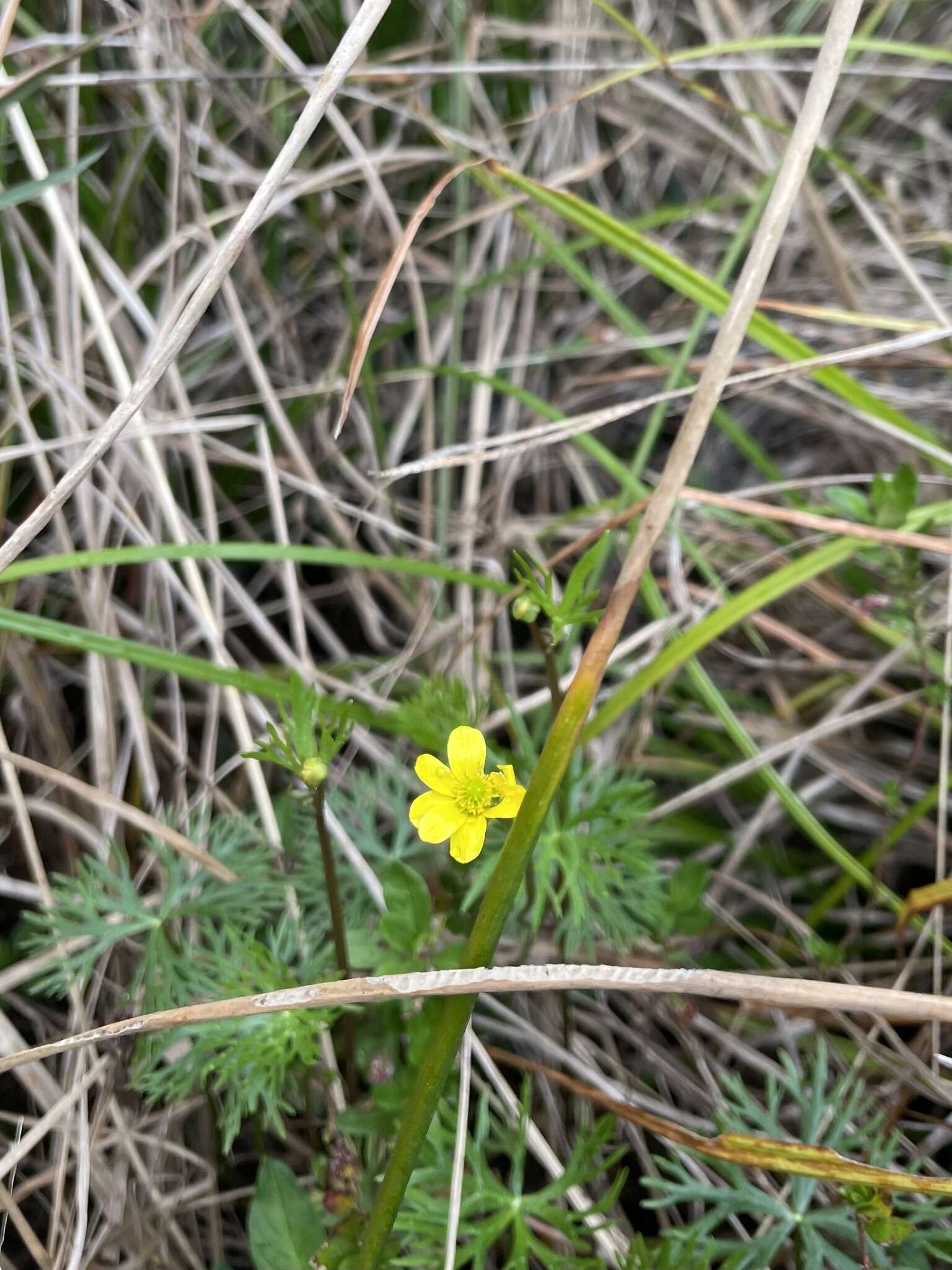 Image of Ranunculus inundatus R. Br. ex DC.