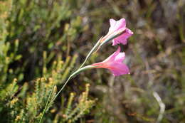 Imagem de Gladiolus meridionalis G. J. Lewis