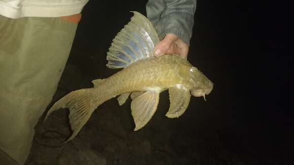 Image of Hypostomus ternetzi (Boulenger 1895)