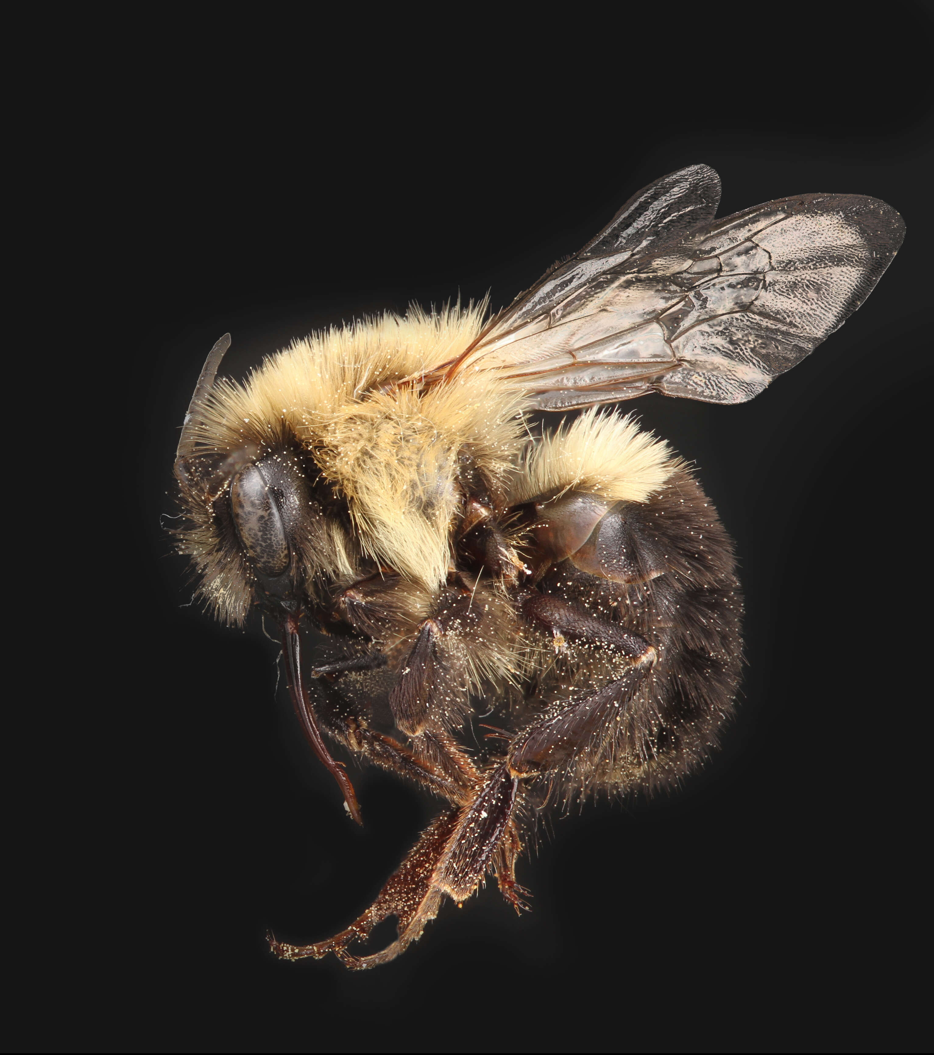 Image of Common Eastern Bumblebee