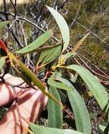 Image of Eucalyptus ligustrina A. Cunn. ex DC.