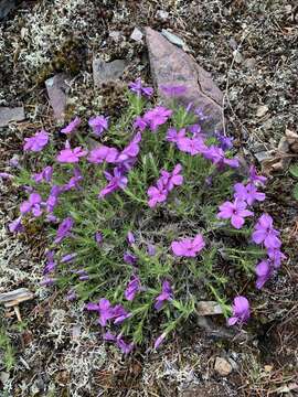 Image of tufted phlox