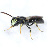 Image of Hylaeus mesillae (Cockerell 1896)