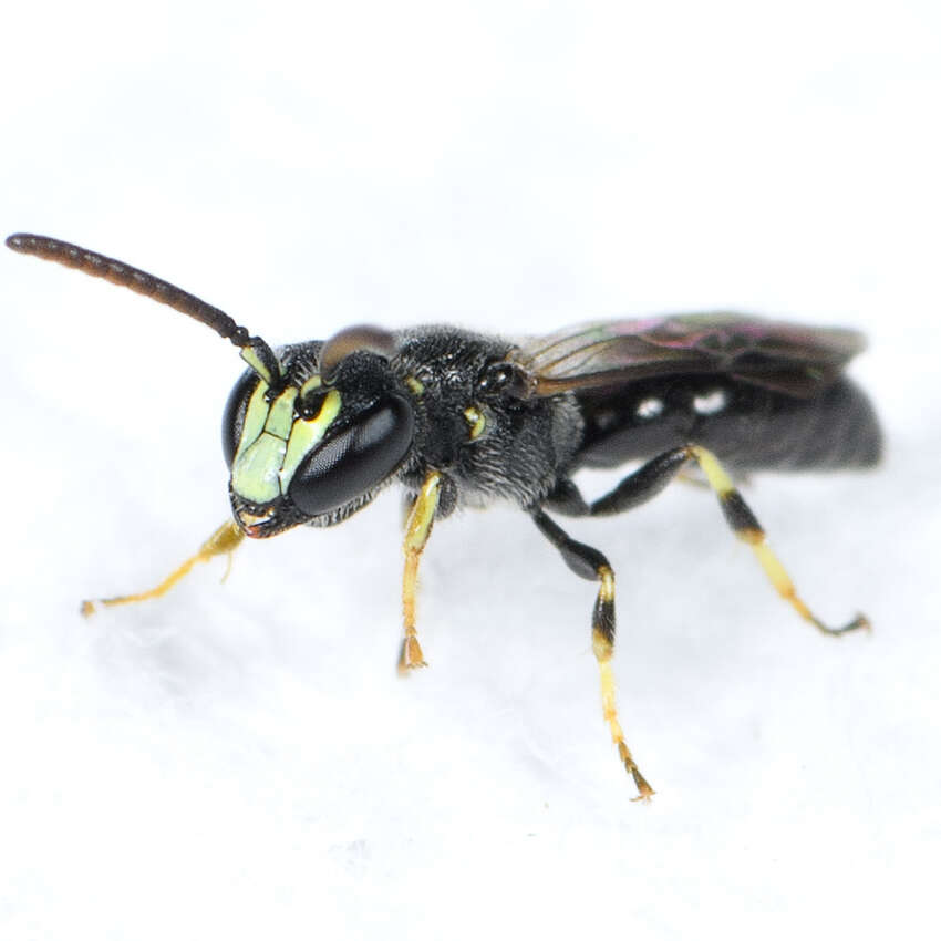 Image of Hylaeus mesillae (Cockerell 1896)