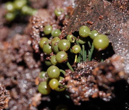 Sivun Chlorovibrissea melanochlora (G. W. Beaton & Weste) L. M. Kohn 1989 kuva