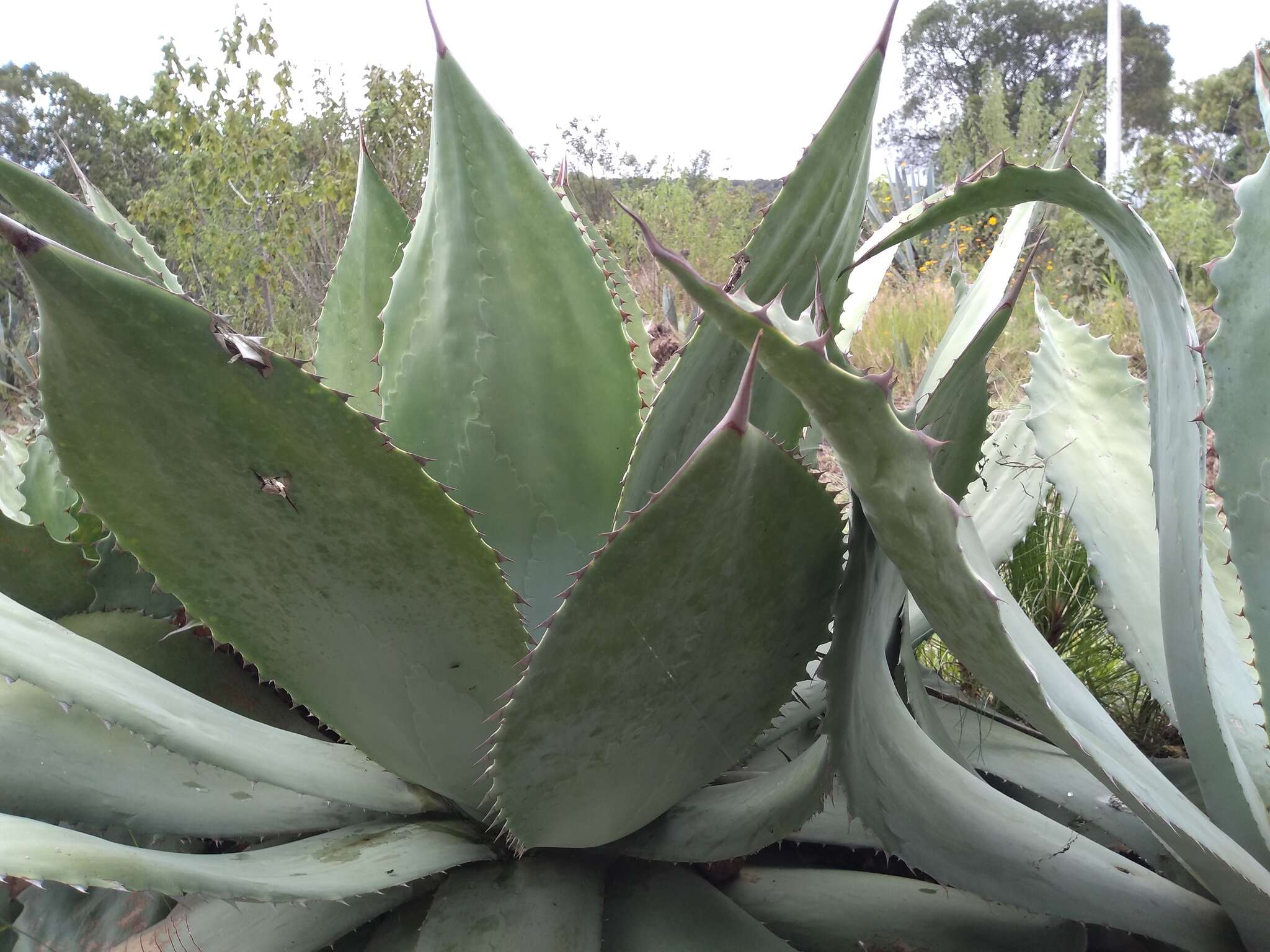 Image of Agave seemanniana Jacobi