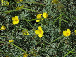 Imagem de Eschscholzia ramosa (Greene) Greene