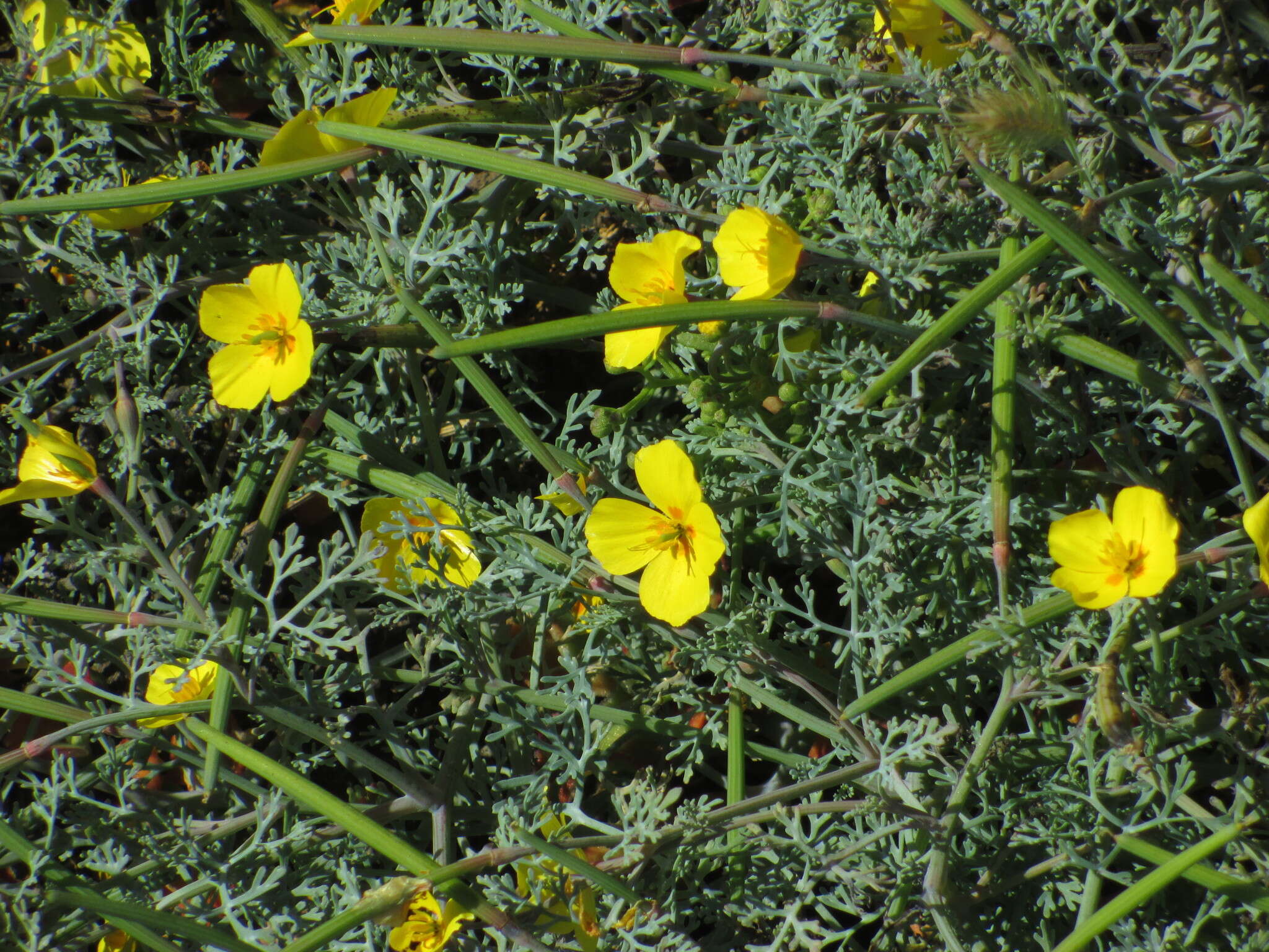 Imagem de Eschscholzia ramosa (Greene) Greene