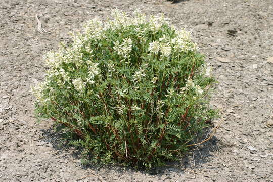 Imagem de Astragalus pattersonii A. Gray