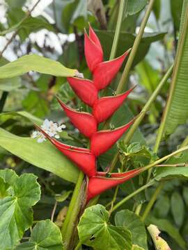 Image of Dwarf Jamaican Heliconia