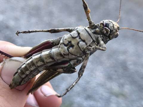 Слика од Melanoplus macclungi Rehn & J. A. G. 1946