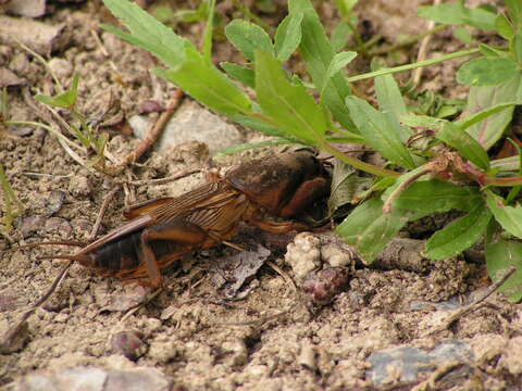 Image of European Mole Cricket