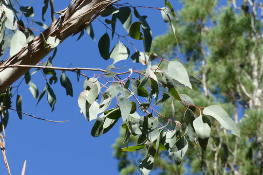 Image of Eucalyptus chloroclada (Blakely) L. A. S. Johnson & K. D. Hill