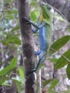 Image of LyreShead Lizard