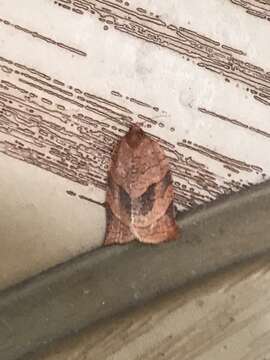 Image of Spotted Fireworm Moth