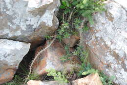 Image of Pachypodium bispinosum (L. fil.) A. DC.