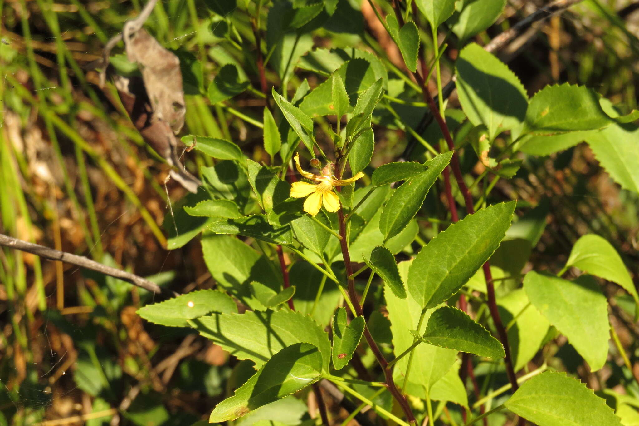 Image of Goodenia grandiflora Sims