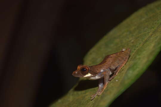 Image of Leptomantis cyanopunctatus (Manthey & Steiof 1998)