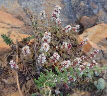 Image of Crassula capitella subsp. thyrsiflora (Thunb.) Tölken