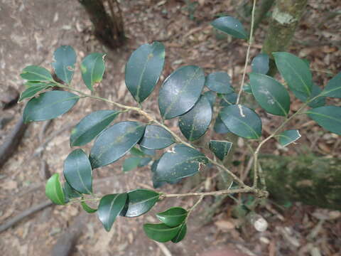 صورة Ilex goshiensis Hayata