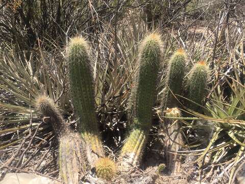 Echinopsis strigosa (Salm-Dyck) H. Friedrich & G. D. Rowley resmi