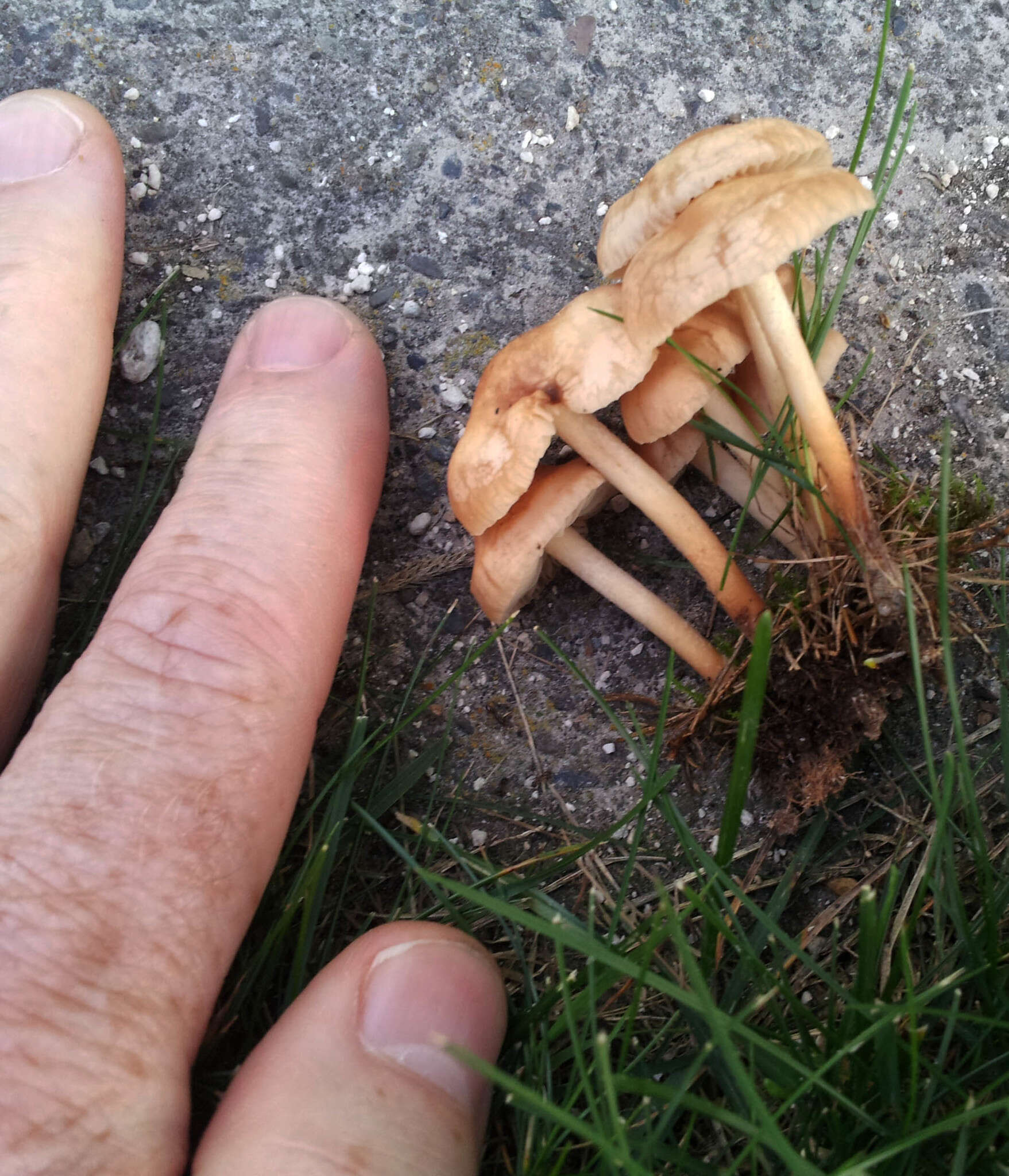 Image of Marasmius oreades (Bolton) Fr. 1836