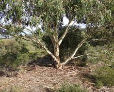 Image de Eucalyptus leucoxylon subsp. connata K. Rule